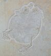 Amazing, Fossil Turtle (Eurysternum) - Solnhofen Limestone #115539-1